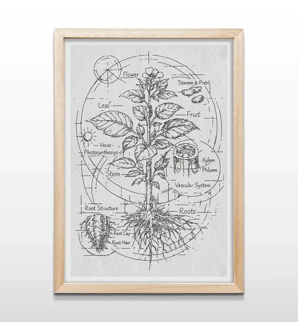 Cuadro de anatomía botánica con marco de madera natural, decoración de pared estilo biológico para estudios, cocinas modernas y jardines de invierno